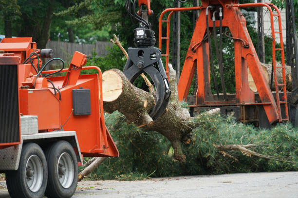 The Steps Involved in Our Tree Care Process in Albuquerque, NM